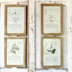 Notated Botanical Prints