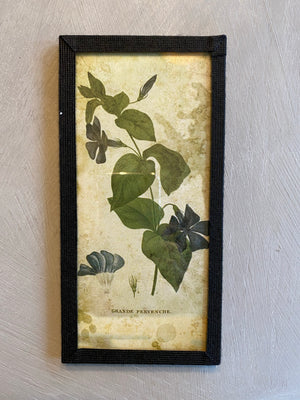 Vintage Herbal Specimen Frames
