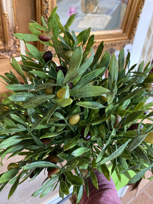 Olive Leaf Bush